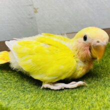 派手派手カラーで明るく照らしちゃうよ‼️優しいお顔のコザクラインコ（ゴールデンチェリー）❤️