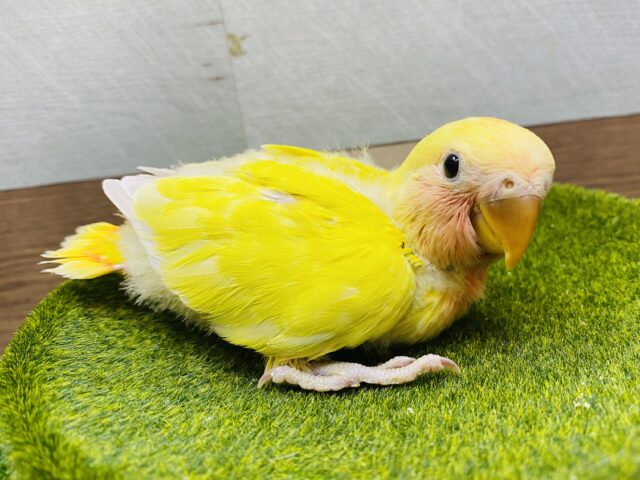 派手派手カラーで明るく照らしちゃうよ‼️優しいお顔のコザクラインコ（ゴールデンチェリー）❤️
