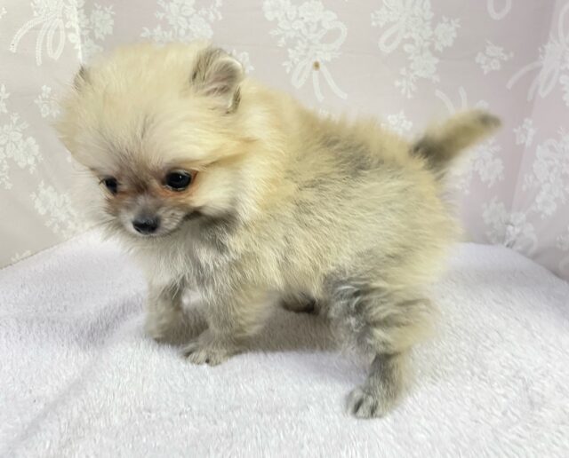 ポメラニアン