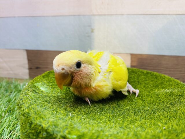 コザクラインコ（小桜インコ）