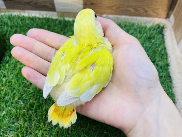 コザクラインコ（小桜インコ）