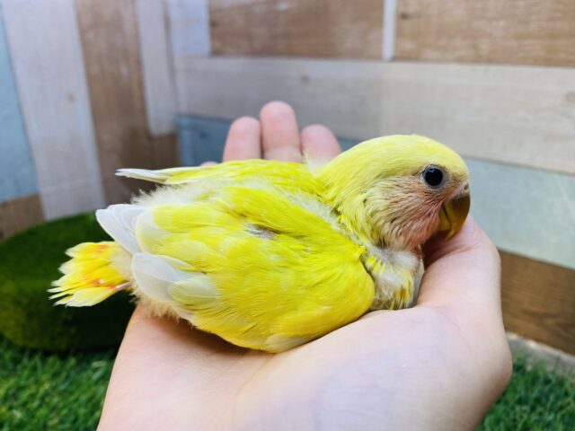 コザクラインコ（小桜インコ）