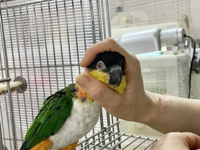 ズグロシロハラインコ