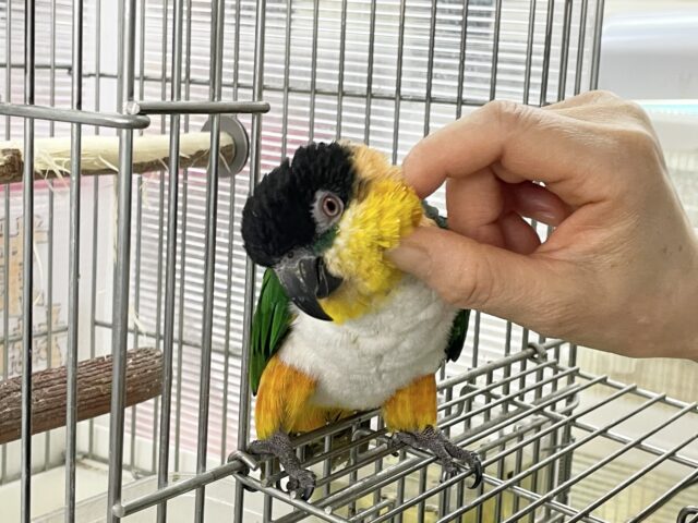 ズグロシロハラインコ