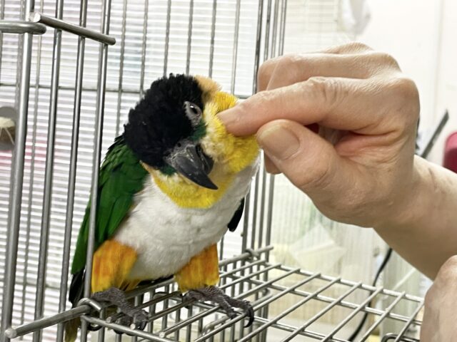 ズグロシロハラインコ