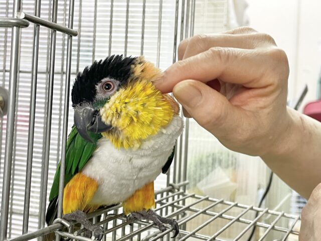 ズグロシロハラインコ