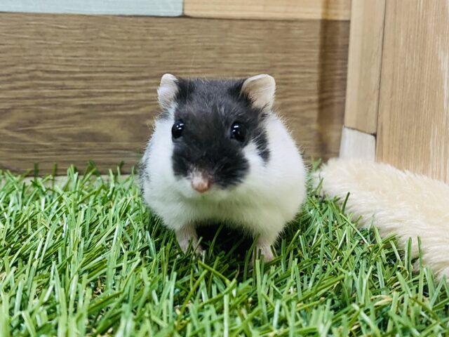 ドワーフハムスターの1種