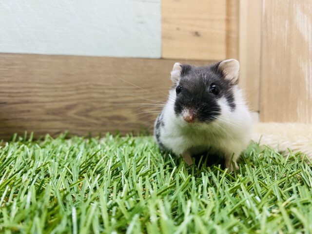 ドワーフハムスターの1種