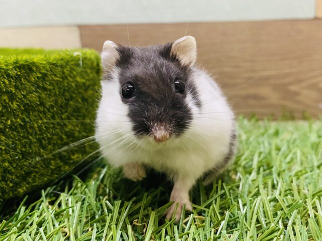 ドワーフハムスターの1種