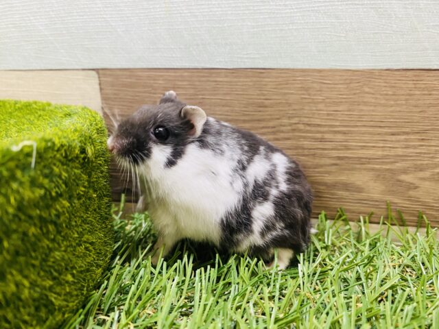 ドワーフハムスターの1種