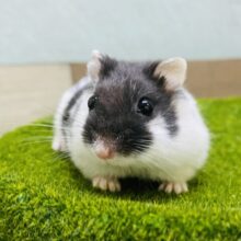 Black &Whiteのもちもちくん🖤ブラックパイドハムスター🐹❗️