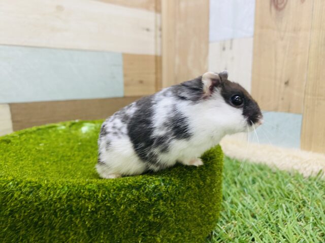 ドワーフハムスターの1種