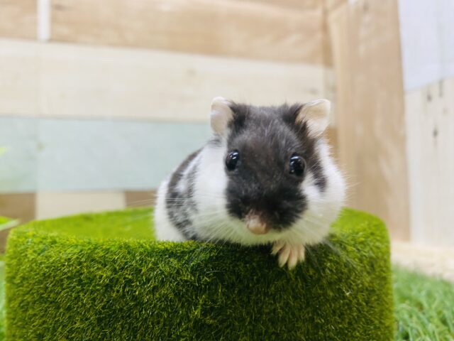 ドワーフハムスターの1種
