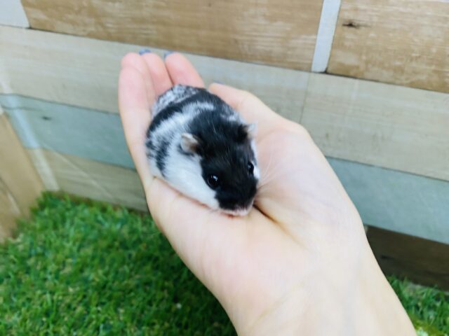 ドワーフハムスターの1種