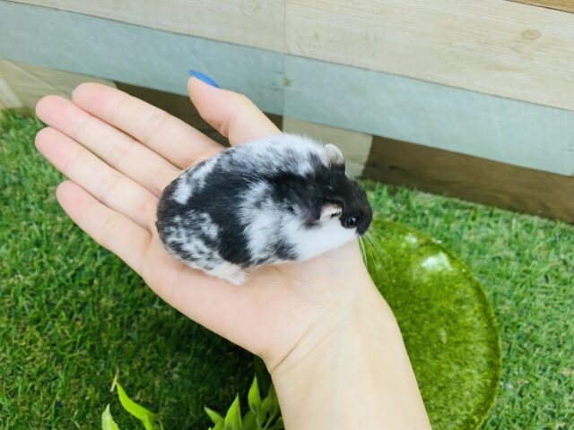 ドワーフハムスターの1種