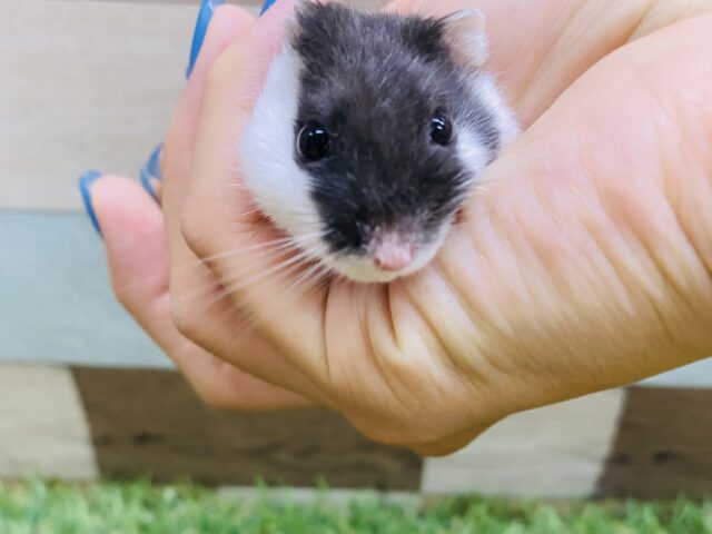 ドワーフハムスターの1種