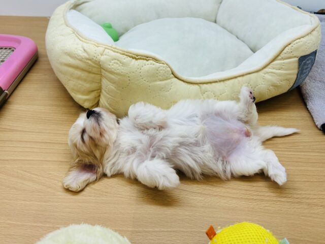 ミックス犬（ハーフ犬）