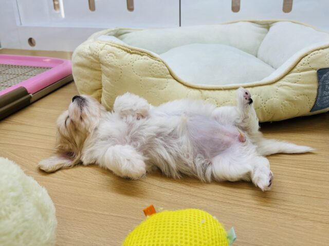 ミックス犬（ハーフ犬）