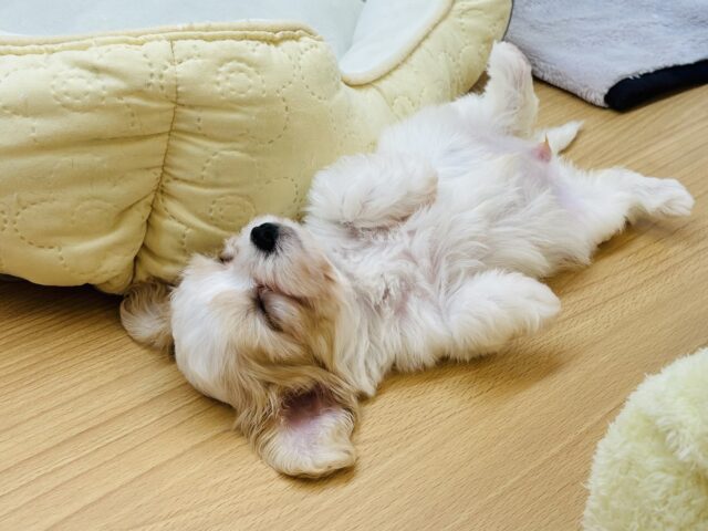 ミックス犬（ハーフ犬）