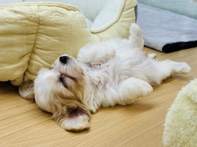 ミックス犬（ハーフ犬）