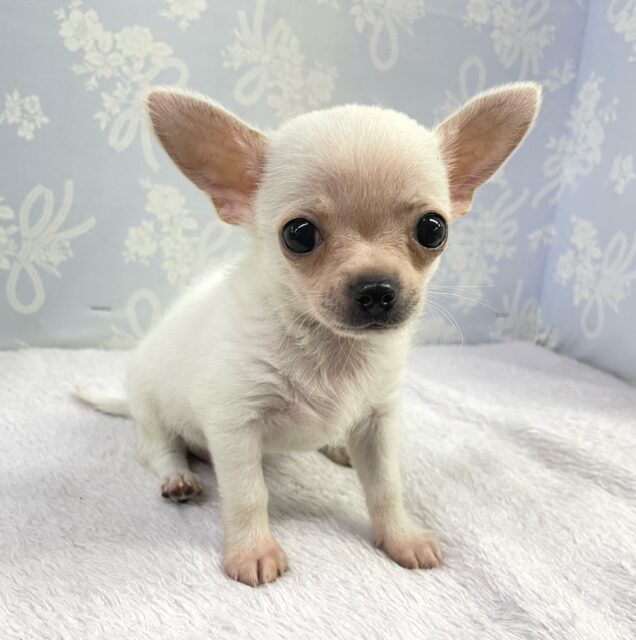 🤍𝓦𝓱𝓲𝓽𝓮ち〜くん🤍𓂃𓈒𓏸︎︎︎︎スムースチワワ(ホワイト)💙男の子💙2025年3月13日生まれ チワワ