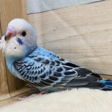 最新画像有ります！！ヨチヨチ歩きが可愛いコ💕キリッとブルーのセキセイインコオパーリン💙