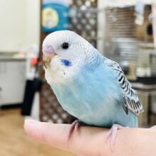【最新画像】ニコニコ☺️ごきげんなセキセイインコちゃん（オパーリン）ヒナ