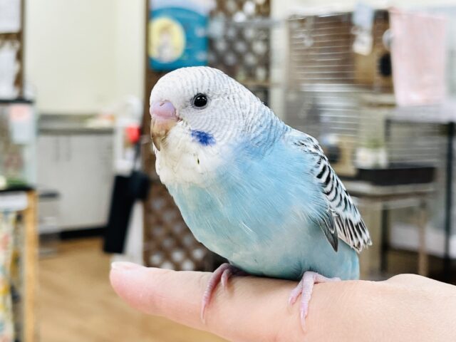【最新画像】ニコニコ☺️ごきげんなセキセイインコちゃん（オパーリン）ヒナ