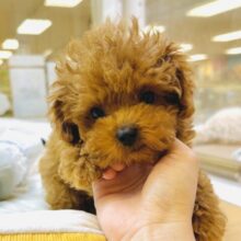 下から上までかわいい❤️トイプードル男の子