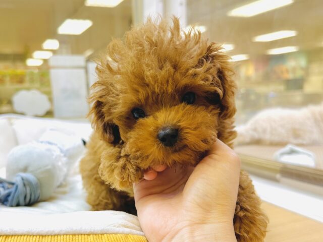 下から上までかわいい❤️トイプードル男の子