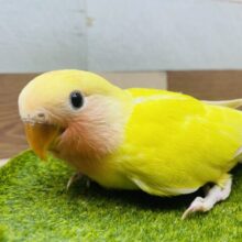 最新画像有ります🌟派手派手カラーで明るく照らしちゃうよ‼️優しいお顔のコザクラインコ（ゴールデンチェリー）❤️