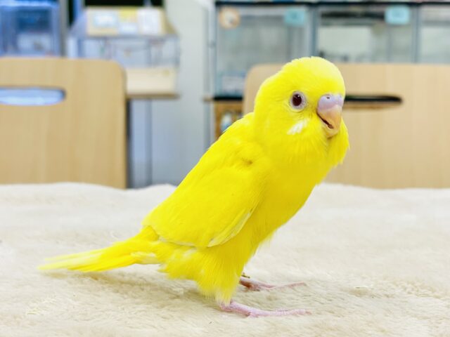 セキセイインコ