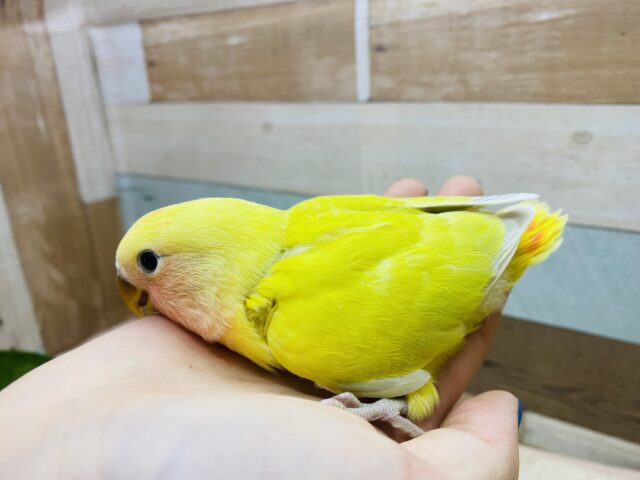 コザクラインコ（小桜インコ）