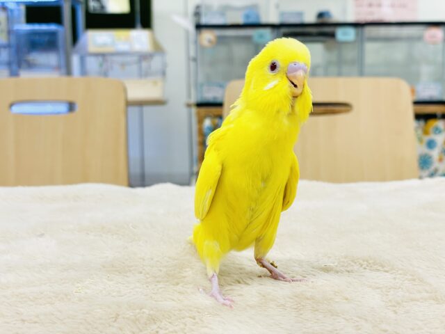 セキセイインコ