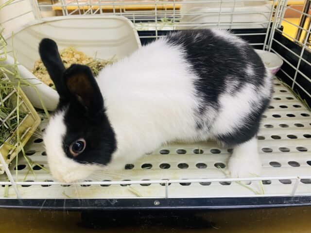 ドワーフホト