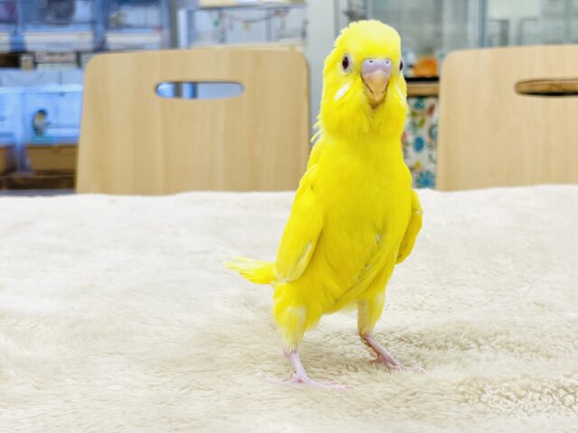 セキセイインコ