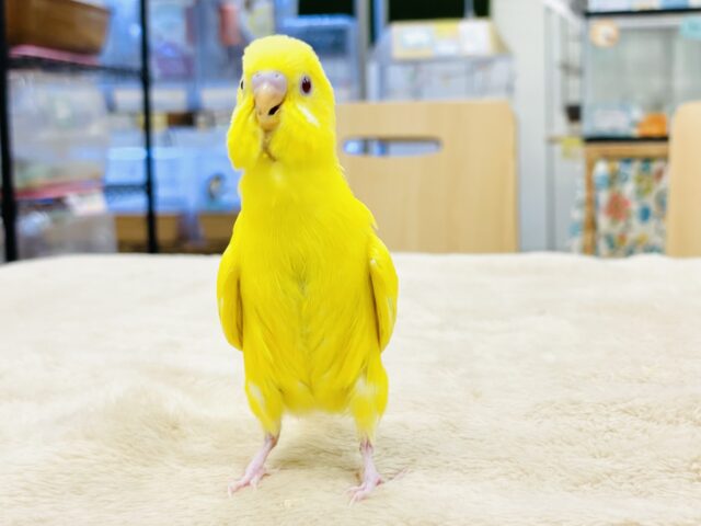 セキセイインコ