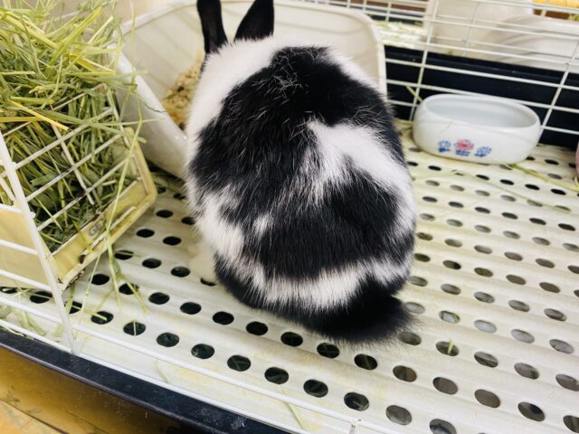 ドワーフホト