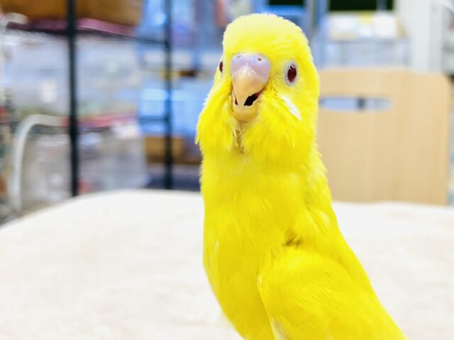 セキセイインコ