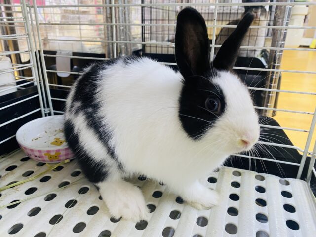 ドワーフホト
