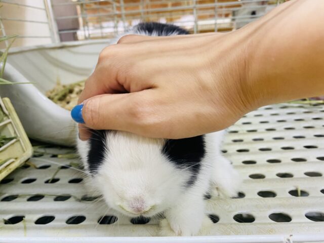 ドワーフホト