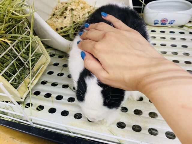 ドワーフホト