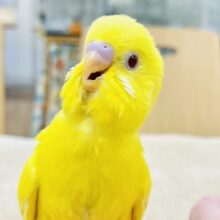 【最新画像】しっかり立って元気に遊ぶよ💛セキセイインコ（ルチノー）ヒナ