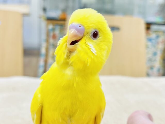 【最新画像】しっかり立って元気に遊ぶよ💛セキセイインコ（ルチノー）ヒナ