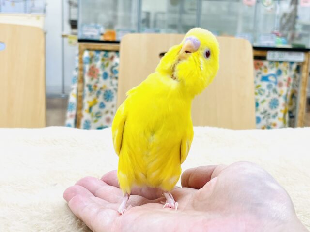 セキセイインコ