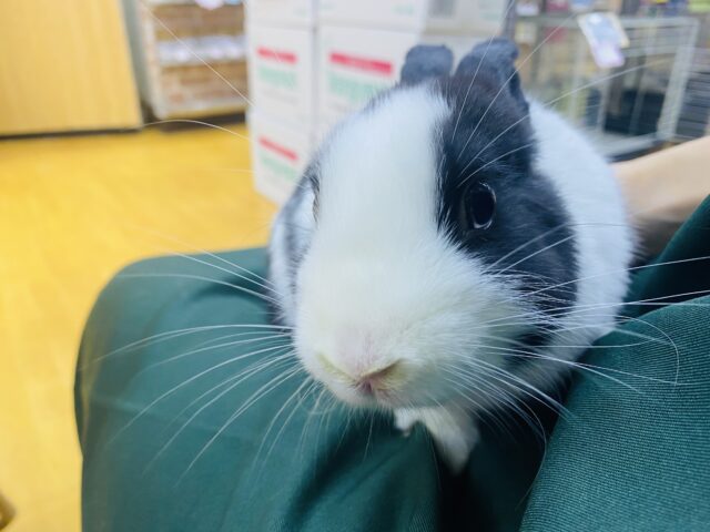 ドワーフホト