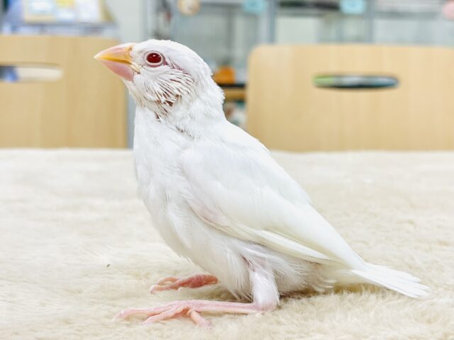 アルビノ文鳥