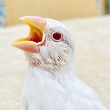 【最新画像】キラキラの赤いおめめ❤️アルビノ文鳥（ヒナ）
