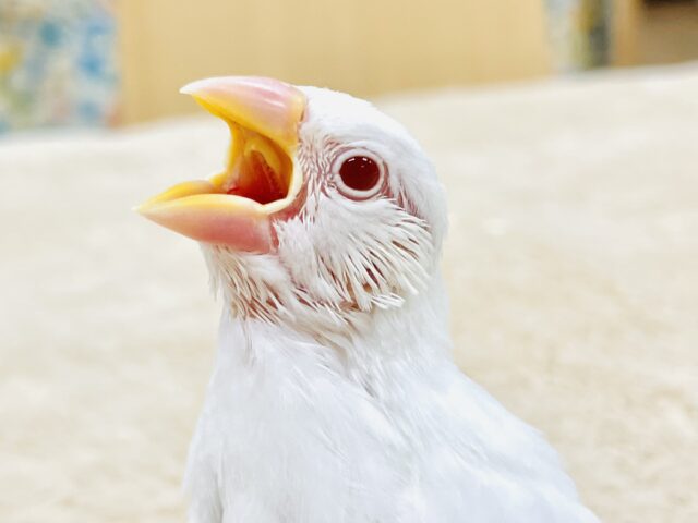 【最新画像】キラキラの赤いおめめ❤️アルビノ文鳥（ヒナ）