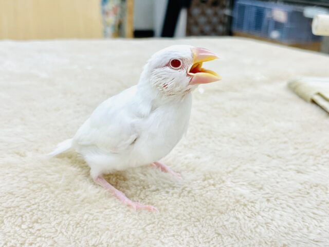 アルビノ文鳥
